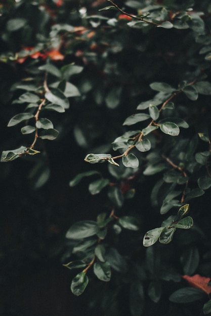 Free photo branches and green leafs of a large plant