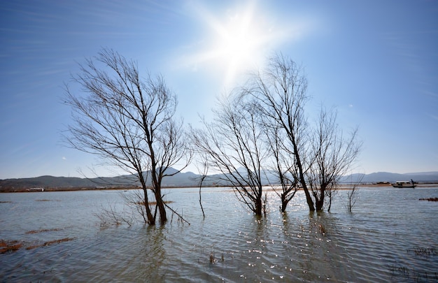 Branches of leafless tree in water