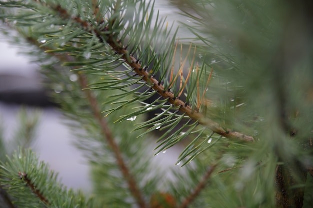 Free photo branches of a spruce tree with dewdrops on the leaves