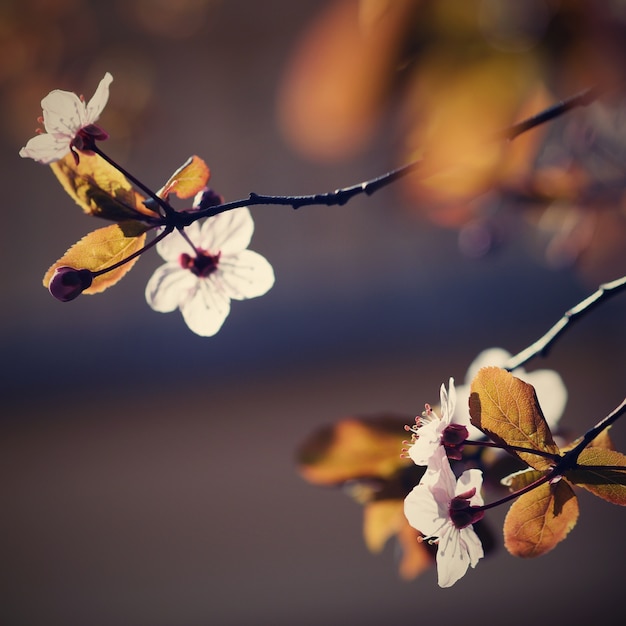 "Branches of tree with flowers in spring"