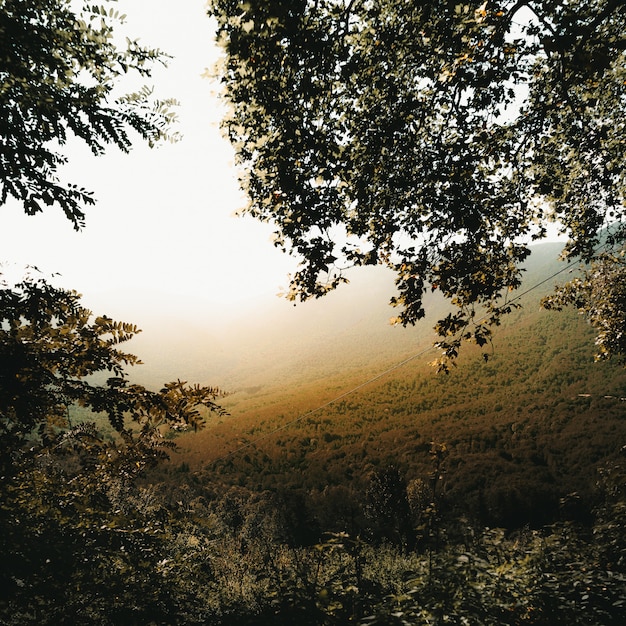 Branches of the trees and a foggy valley