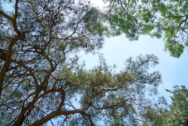 Branches of trees with sky background