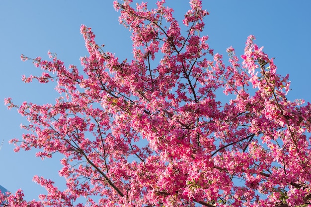 Branches with colorful leaves