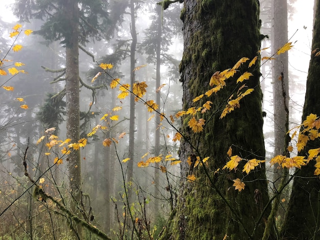 Branches with yellow leaves surrounded by trees in Oregon, USA