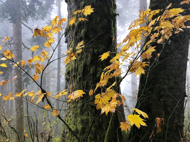 Branches with yellow leaves surrounded by trees in Oregon, USA