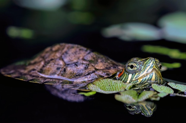 Free photo brazilian turtle closeup on reflection brazilian turtle closeup on water