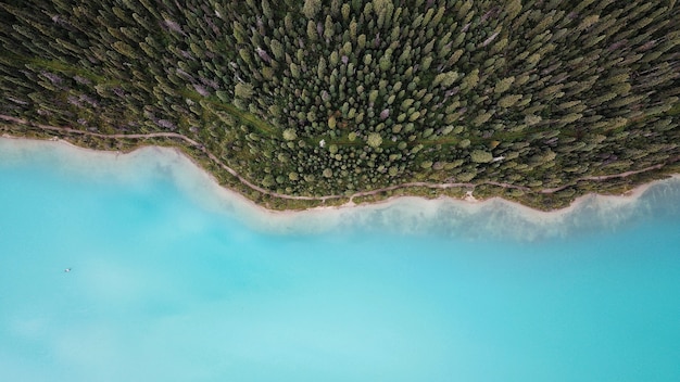 Free Photo breathtaking aerial drone shot of a beautiful forest on the shore of the sea