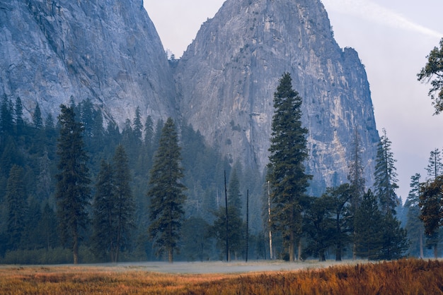 Free photo breathtaking astonishing scenery of a beautiful forest in the countryside