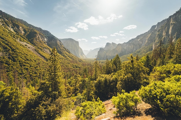 Breathtaking astonishing scenery of a beautiful forest in the countryside