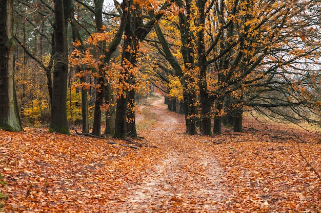 Free photo breathtaking autumn scene with a path in the forest and the leaves on the ground