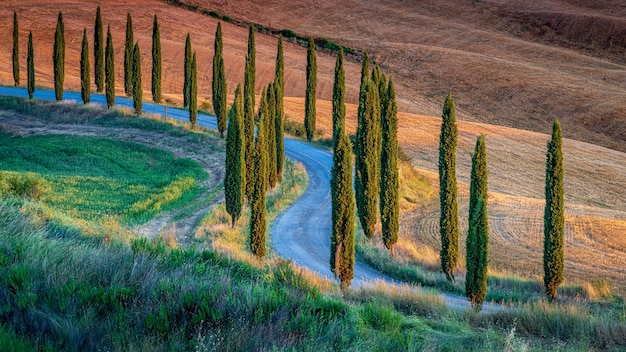 Breathtaking high angle shot of a path surrounded by poplars in the hills