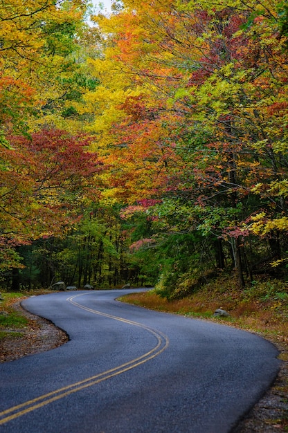 Free photo breathtaking road surrounded by beautiful and colorful autumn trees