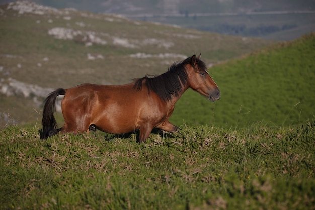 Free Photo breathtaking selective focus shot of a wild brown horse running in the field in galicia, spain