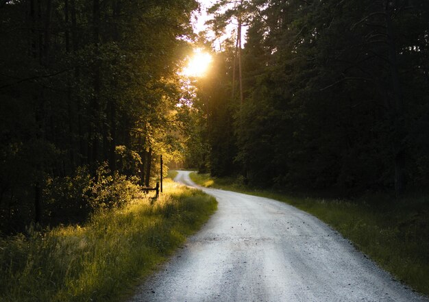 Breathtaking shot of a narrow road through a forest