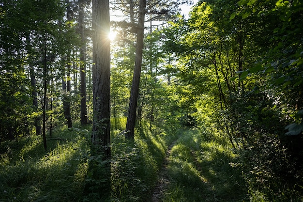 Breathtaking view of an amazing forest with lots of trees