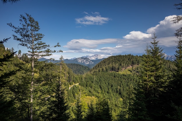 Breathtaking view of an amazing forest with lots of trees