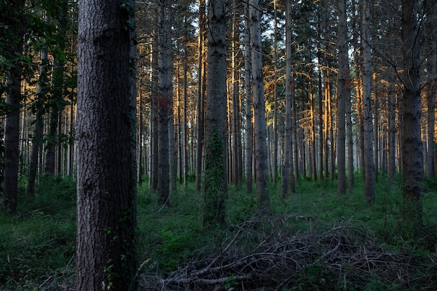 Free photo breathtaking view of an amazing forest with lots of trees