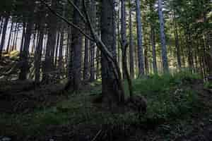 Free photo breathtaking view of an amazing forest with lots of trees