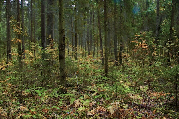 Breathtaking view of the beautiful trees and plants in the middle of a topical jungle