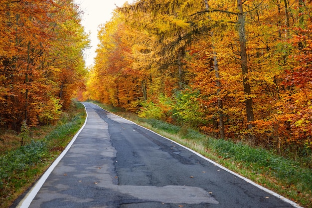 Free Photo breathtaking view of early morning sunrise in the woods with beautiful autumn colors