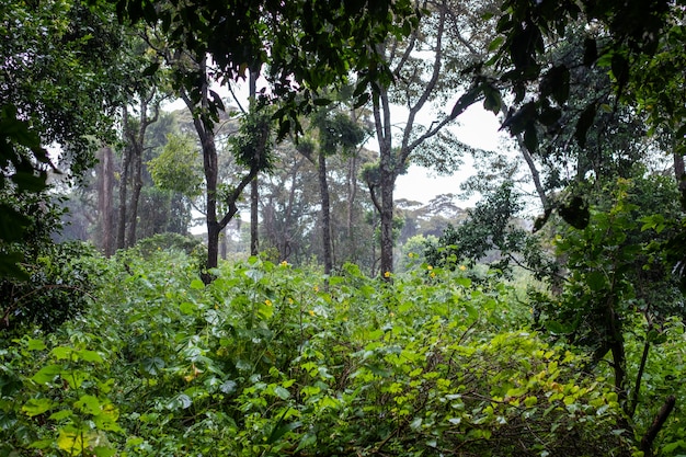 Breathtaking view of the green tropical jungle with beautiful plants and trees in Samburu, Kenya