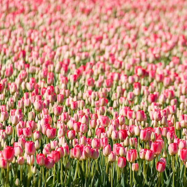 Free photo breathtaking view of thousands of beautiful pink tulips captured in a garden on a sunny day