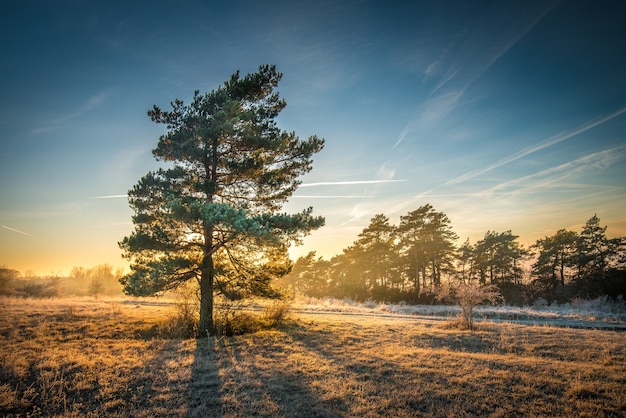 Free photo breathtaking view of a tree on a field with  a tree line in the background under the beautiful sky