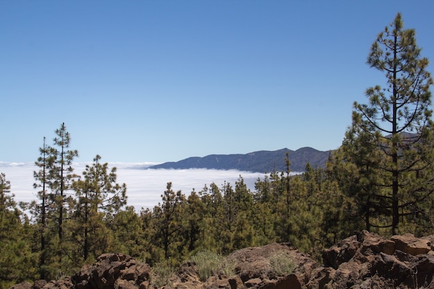 Breathtaking view of the trees on the hills with foggy mountains visible in the