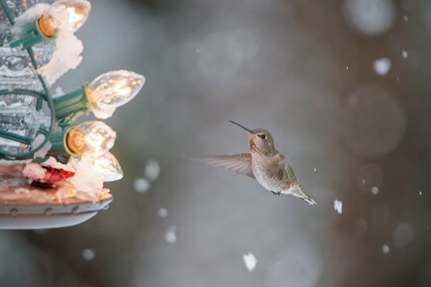 Free photo breathtaking winter scene with falling snow and green hummingbird flying towards lamp