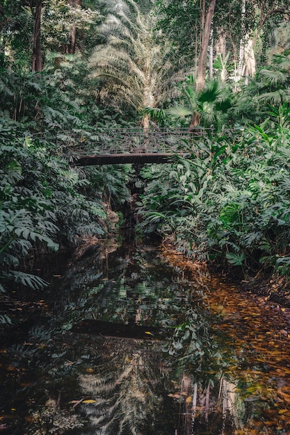 Free photo bridge in forest