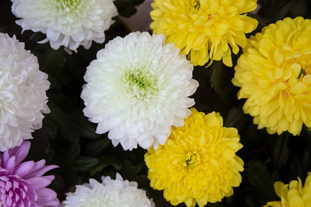 Free photo bright background with lots of chrysanthemum flower texture . concept abstract background with natural vegetation, flowers.