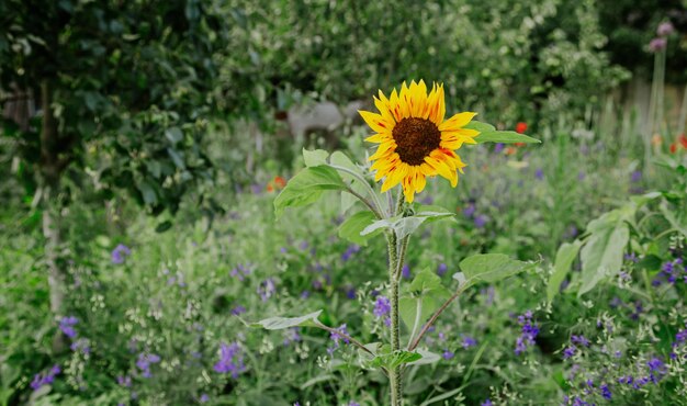 Bright blooming sunflower on a blurred background in the garden