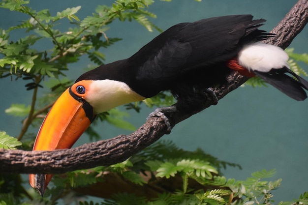 Bright colored toucan bird balanced on a tree branch.