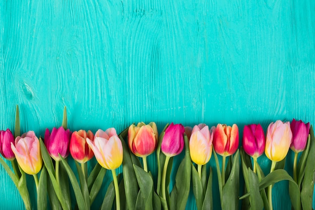 Free photo bright colorful tulips in row