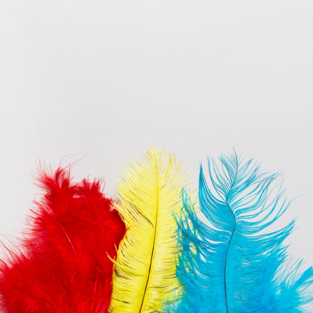 Free photo bright feathers on white