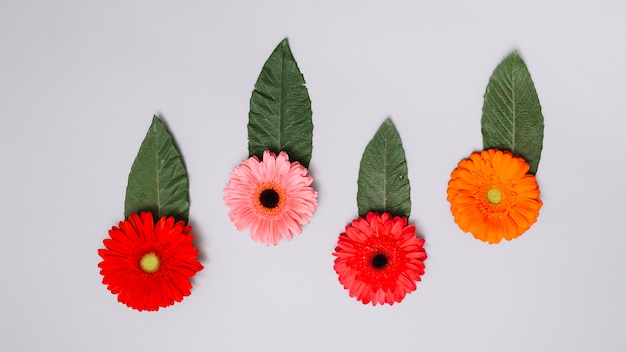 Free Photo bright flowers buds with leaves on white table