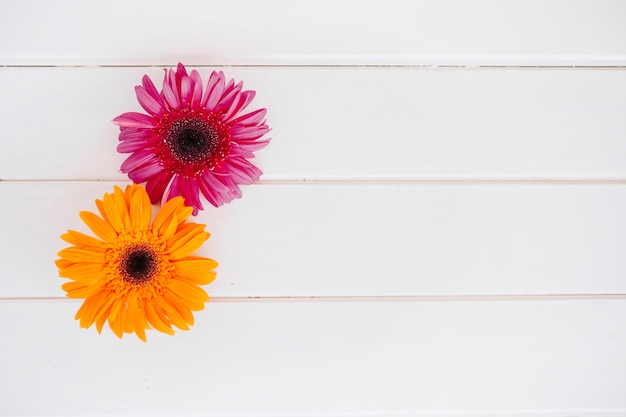 Bright gentle flowers on white