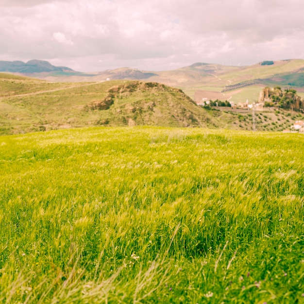 Free Photo bright green field in rural