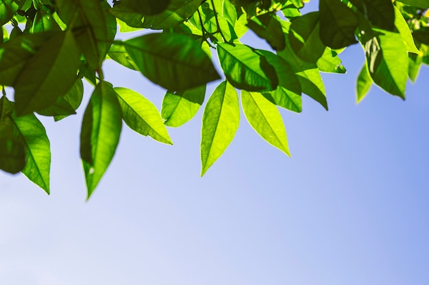 Free photo bright leaves on background of sky