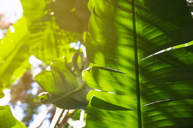 Free photo bright leaves of tropical plant