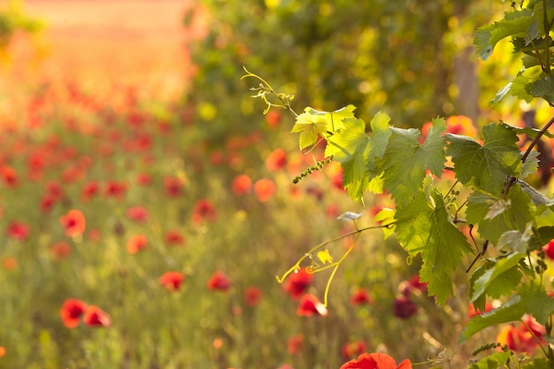 Free photo bright red poppies in a vineyard.