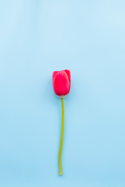 Free photo bright red tulip with cut stem