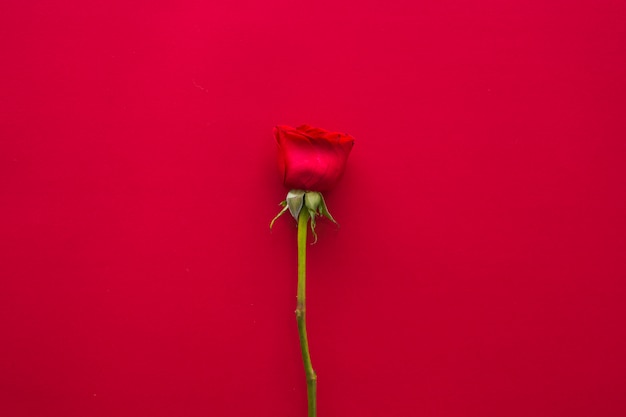 Free photo bright rose flower on table