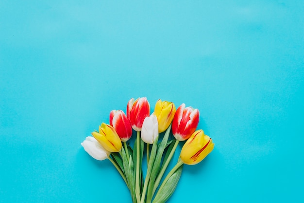 Bright tender tulips in bunch