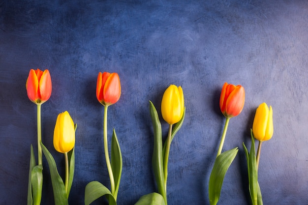 Free Photo bright tulip flowers on blue table