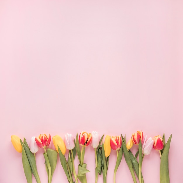 Bright tulip flowers on pink table