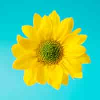 Free photo bright yellow flower on blue