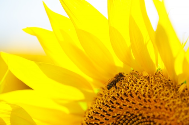 Bright yellow sunflower flower close-up in a field on a summer day