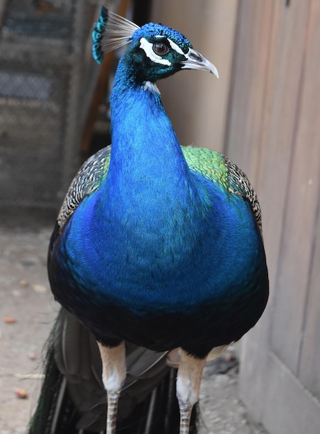 Free Photo brilliant blue male peacock ready to attract attention.