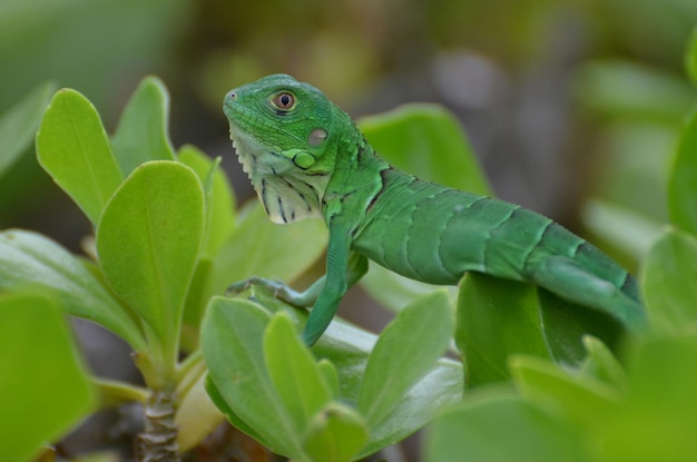 Brilliant green common iguana sitting in shrub tops.